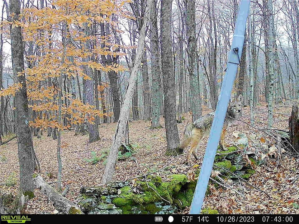 0 Irish Hollow Rd Cherry Valley NY Zillow