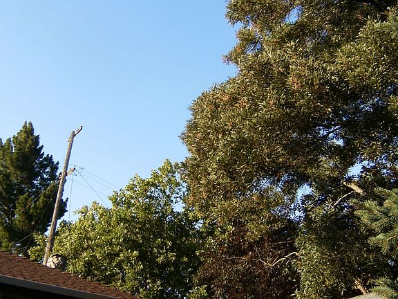 detached garage and old growth trees