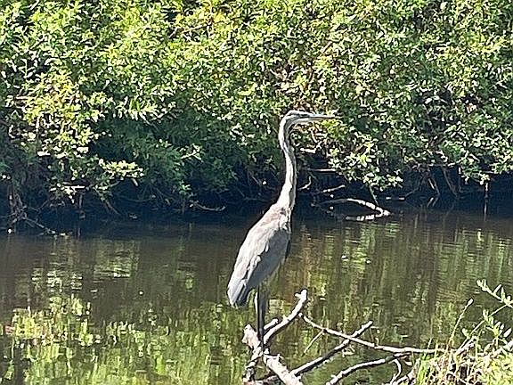 Wildlife come to fish 