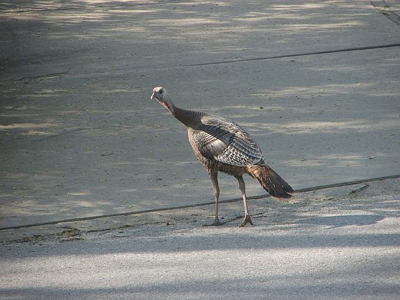 Wild Turkey in driveway