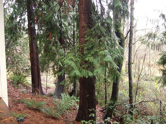 Greenspace behind home