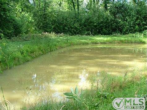 Pond Behind Home