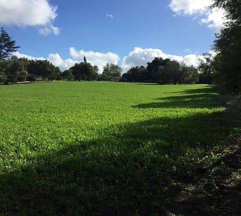 The meadow looking towards the bungalow at the top of the hill