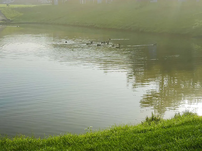 Duck Pond