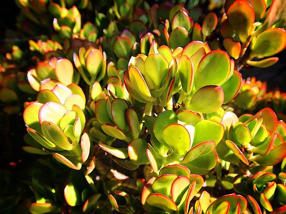 3rd image of 916 Paisley Ct