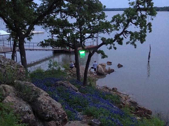 Tx Bluebonnets in the spring