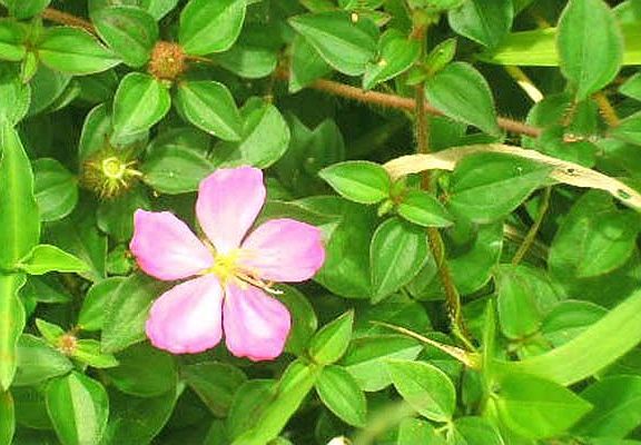 Beautiful foliage with spectacular color on Lot 4.