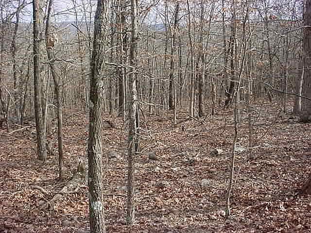 2nd image of Mt. Spring Rd #540 acres