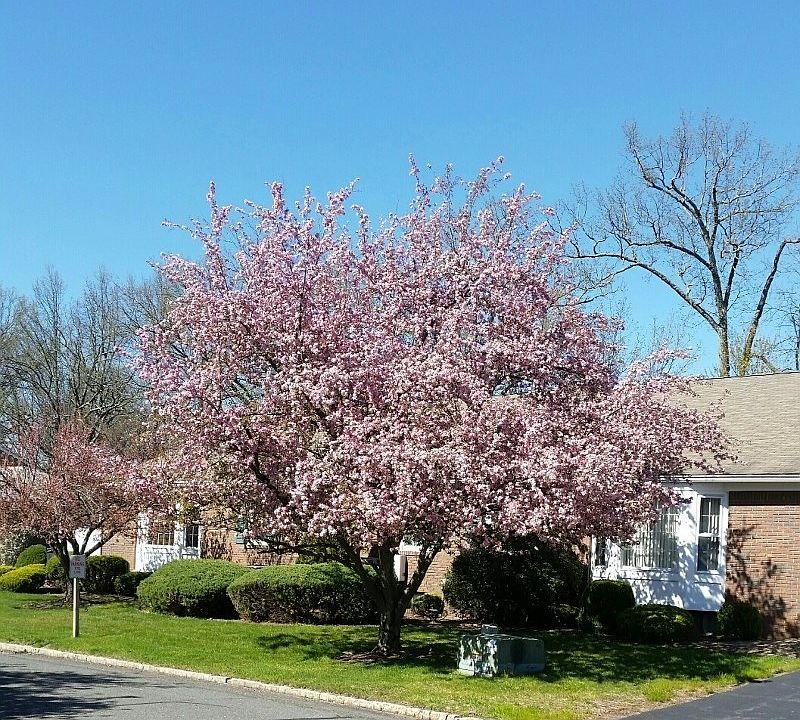 1st image of 44 Brandywyne Dr #44