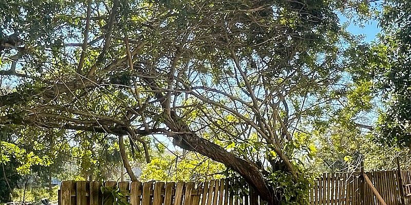 1st image of 4249 76th Ave N APT 113