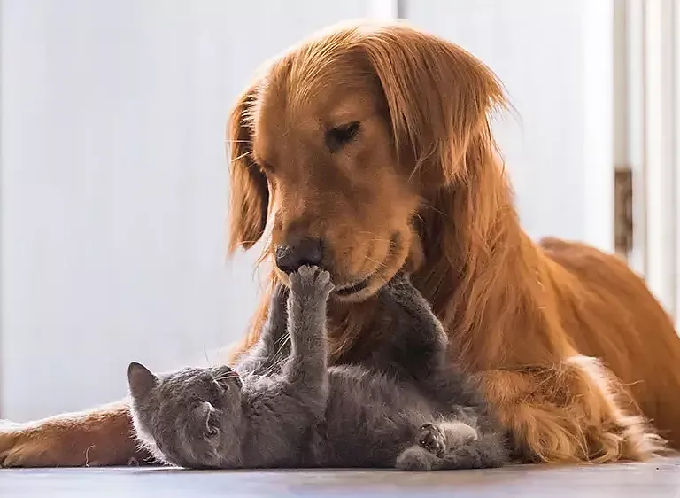 Pet Friendly