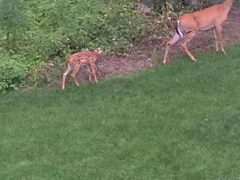 Backyard guests