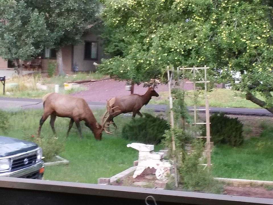 1 of apple trees elk love