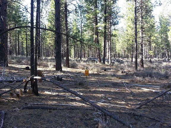 4th image of 5 Acres Backs Nat Frst #Land