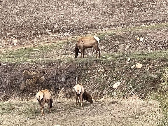 Wildlife around the area