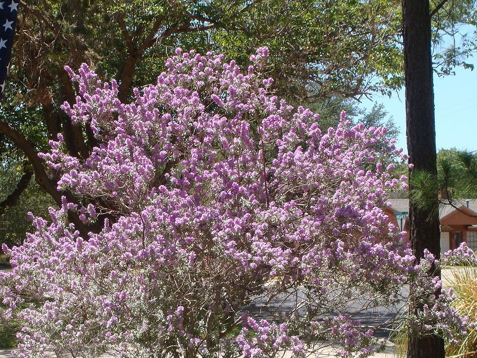 Sage in bloom