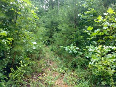 1301 Clear Branch Rd, Loudon, TN, 37774
