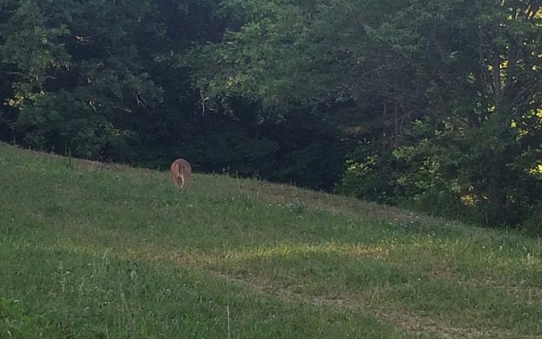 2nd image of Hells Hollow Ln