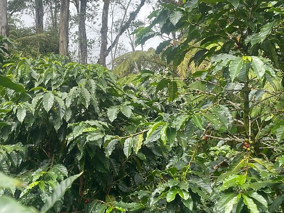 5th image of Kokokahi Rd Lot 36