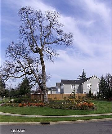 Neighboring Park
