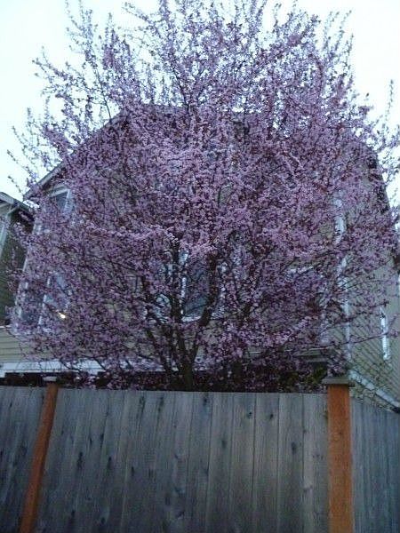 1st image of 12019 32nd Ave NE