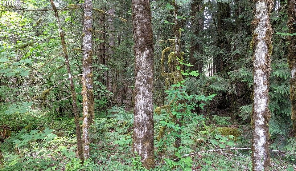 2nd image of 0 E Lolo Pass