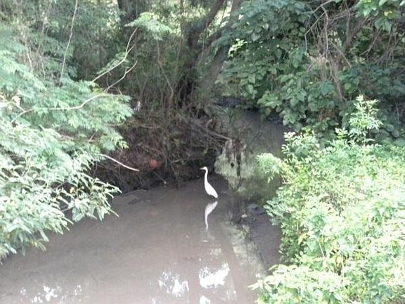 Private back yard looks out on woods high above Mullet Creek. No flooding ever, but you can kayak to Tampa bay!