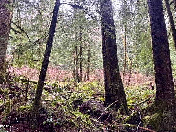 5th image of Tl100 Nf #17