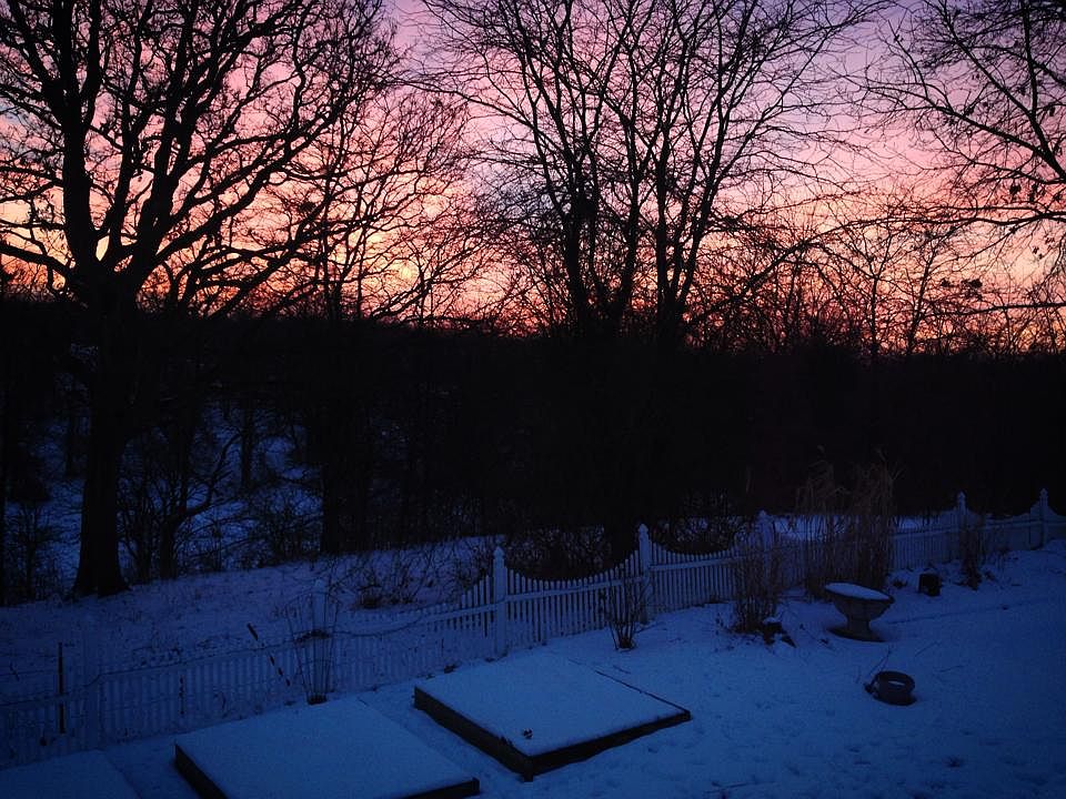 Winter's sunrise, backyard.