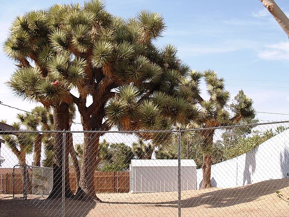 LARGE JOSHUA TREES