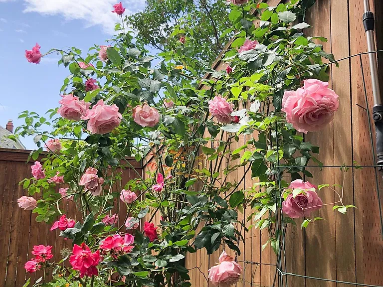 Backyard garden