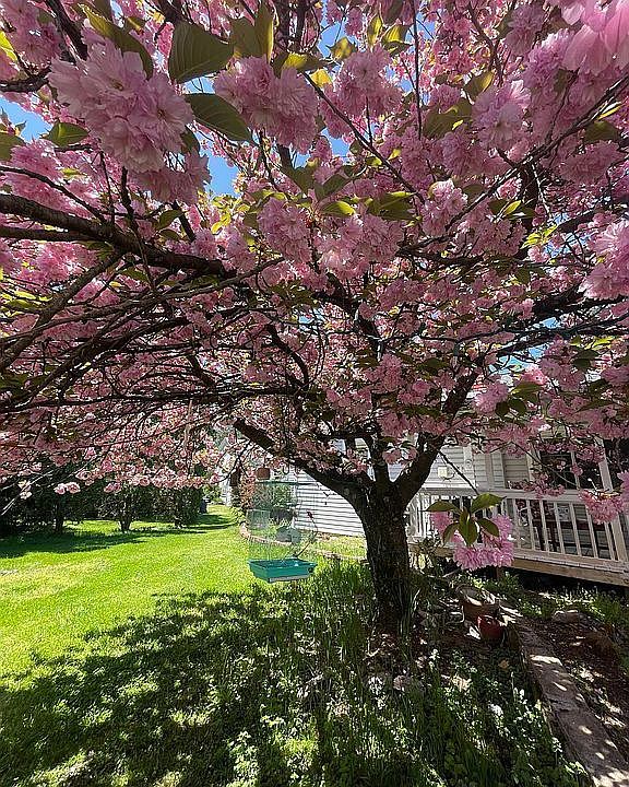 Cherry Blossom front yard