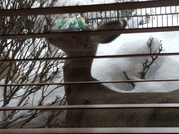 Looking out our window