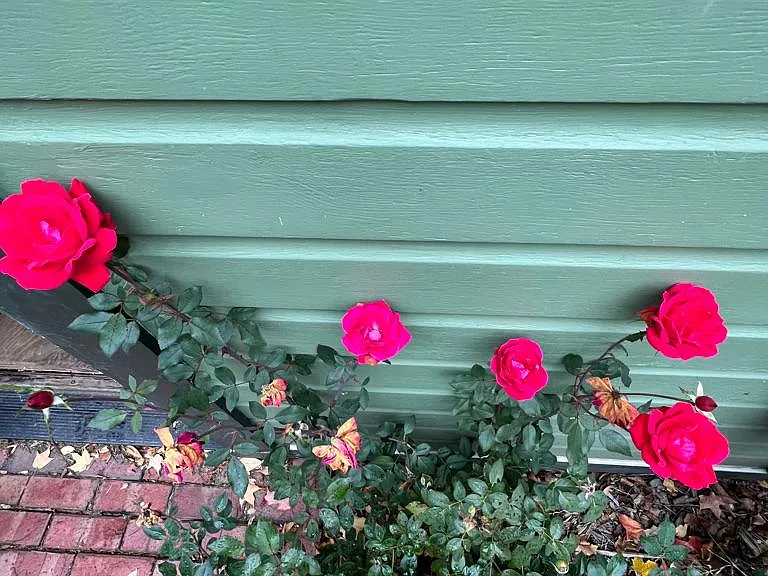 215 Rose Pl — Photo 19
