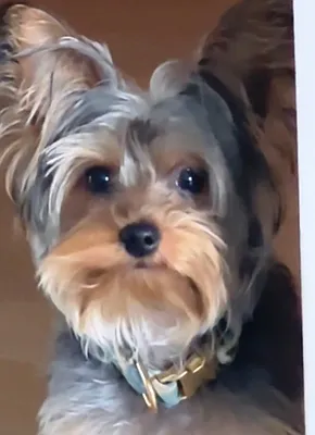 Rented by Voro NYC | media 8