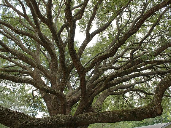 2 stately oaks in front yard