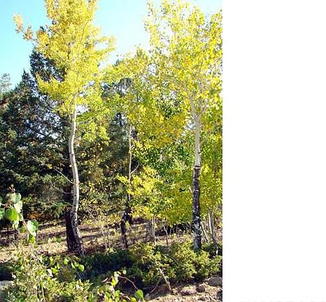 5th image of 30306 Aspen Turn