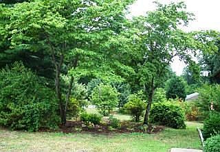 Front yard