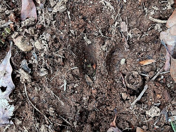 Deer tracks on the eastern portion of the property.