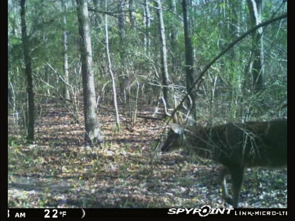 3rd image of 5903 Line Rd