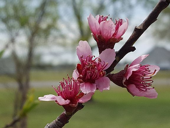 Flowering Spring