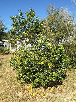 Your Own Orange Tree