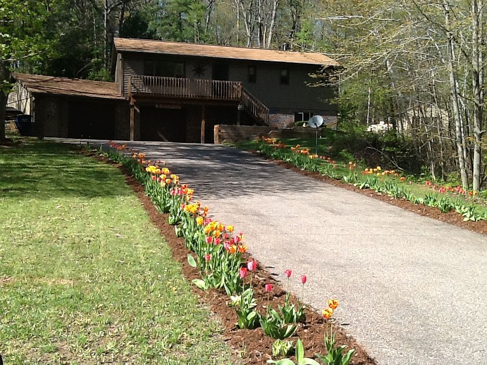 Over 500 tulips