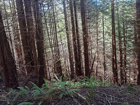 5th image of 403.131042 Redmond Rd