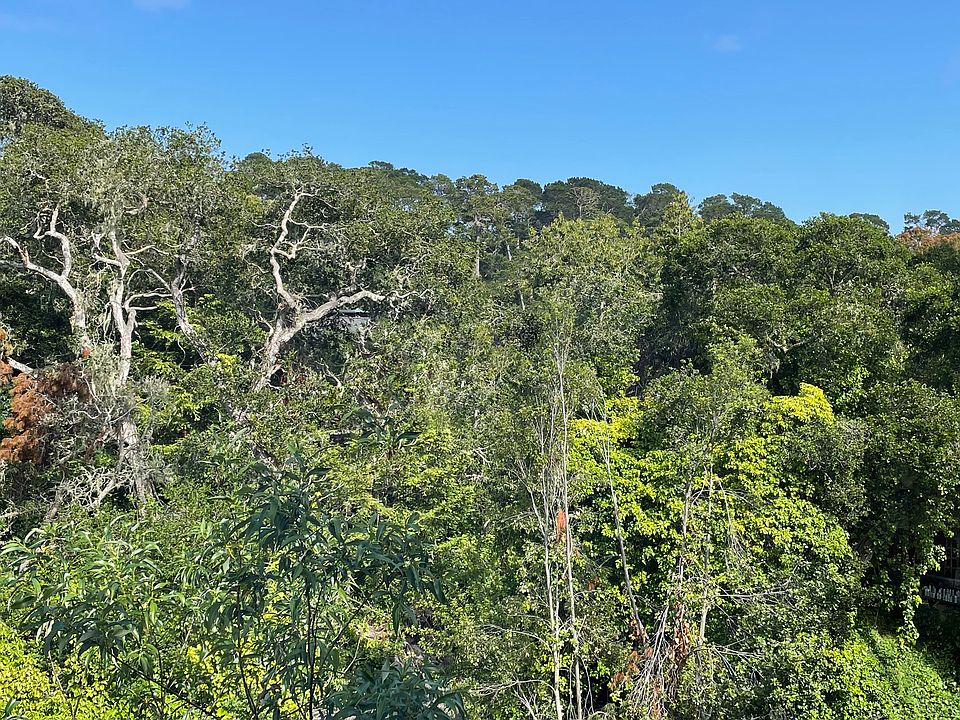 private forest greenbelt view