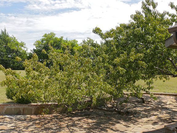 Producing peach tree