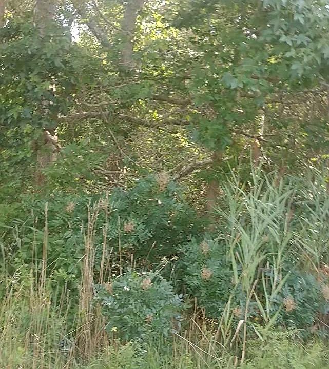 1st image of 25 Barnegat Beach Dr