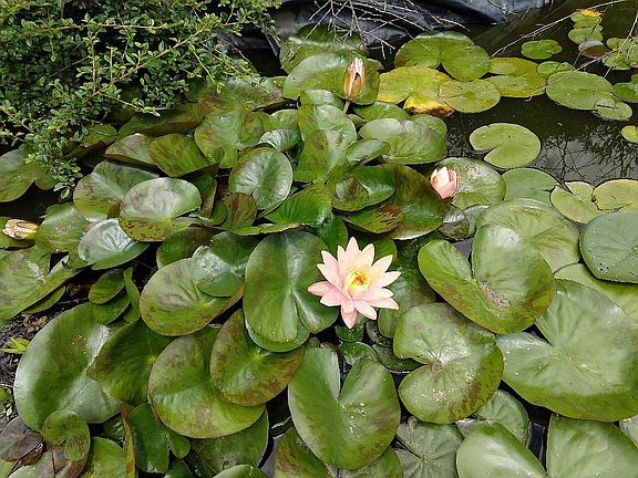 water lily pond