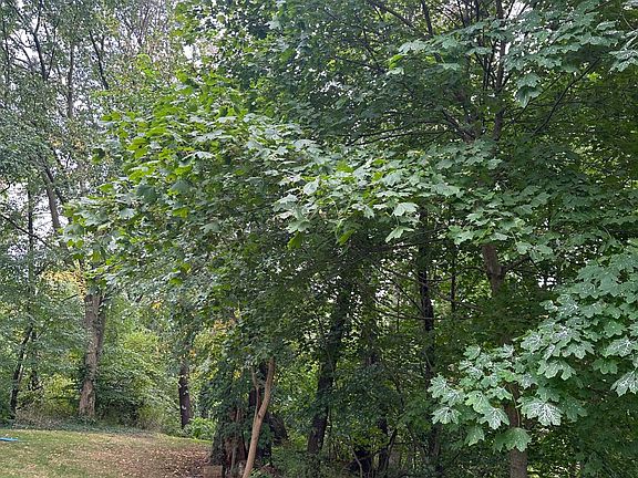 Woods and green space