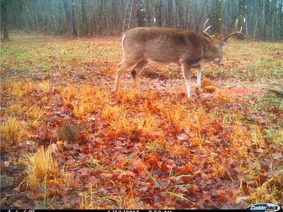2nd image of 0 Toddy Hollow Rd